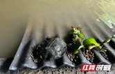 保靖县清水坪镇：山间育珍品 组团奔共富