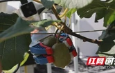 智能“新员工”上岗！湘西凤凰千工坪猕猴桃园迈入智慧时代