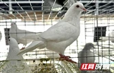 花垣县长乐乡：以督促改显成效 资源盘活促增收