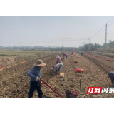 藠头田间栽种忙!湘阴县三塘镇藠头种植面积超1.5万亩