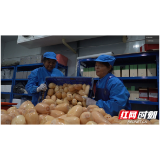 湘阴“莲藕”端上九三阅兵餐桌