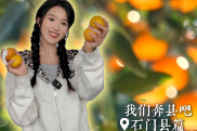 双语：石门这颗柑橘“出道”57年，怎么还在C位？丨我们奔县吧·石门县篇