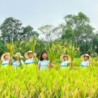 长沙市开福区实验小学:田间课堂水稻收割,“一粒种子”的教育