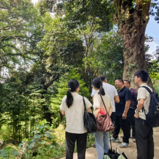 合拍的00后·三下乡｜藤蔓缠树而生，山野的热爱自在生长
