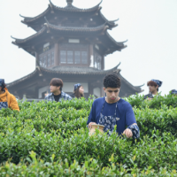 湖南外国语职院采茶节现场:从指尖到心尖的劳动必修课