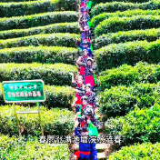 罗霄山脉茶山深处“上春山”