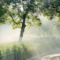 红网摄影沙龙丨久雨放晴,来看校园里的春色有多美