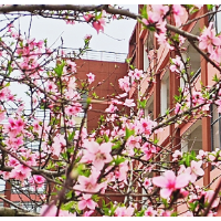 红网摄影沙龙丨春芳缀山河,镜头藏尽花间意