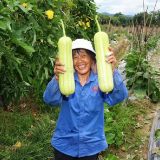 瓜田里的“白玉”与青春 浏焰兴农团三下乡助农纪实