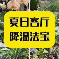 1分钟淘家⑨｜绿植篇•夏日客厅降温法宝