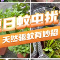 1分钟淘家⑩ | 绿植篇：天然驱蚊卫士，点亮夏日安谧时光