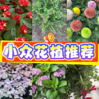 1分钟淘家 ⑭丨60秒解锁小众花植宝典
