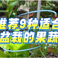 1分钟淘家 ⑫｜绿植篇：阳台方寸地，种出四季鲜