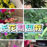 1分钟淘家 ⑬｜六款长花期盆栽，打造四季花园
