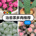 1分钟淘家⑲ | 颜值与氛围感都拉满的多肉植物