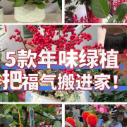 1分钟淘家㉞丨5款年味绿植，把福气搬进家！