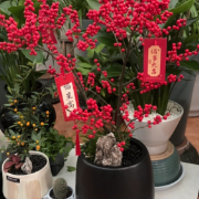 好物清单分享㉞丨红火又旺家！5款春节必入绿植清单