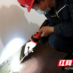 长沙进入白蚁分飞高峰期 切勿盲目使用杀虫剂喷杀或开水浇灌