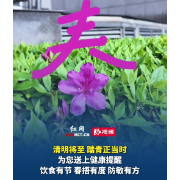 清明将至踏青正当时！清明养生这“三注意”请收好