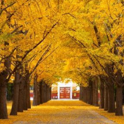 错过再等一年！全国银杏观赏地图来了