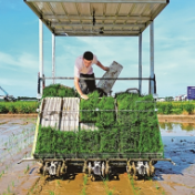 守住管好“洞庭粮仓”——湖南常德全方位夯实粮食安全根基