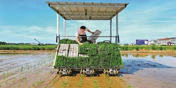 守住管好“洞庭粮仓”——湖南常德全方位夯实粮食安全根基
