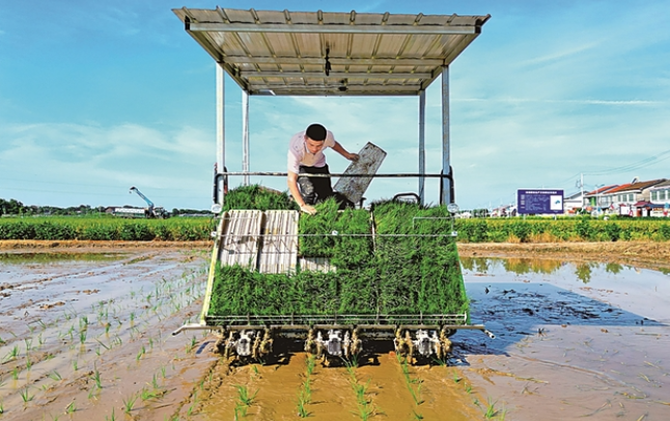守住管好“洞庭粮仓”——湖南常德全方位夯实粮食安全根基