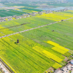 从“虫口夺油”到“科技撑腰” 湖南油菜总产、单产双创历史新高