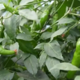 央视曝光！主播直播间用AI仿冒湖南岳阳辣椒带货