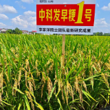 “中科发早粳1号”测产平均亩产破600公斤