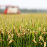 四部门公布2026年稻谷最低收购价格