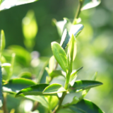 千城百县看中国｜湖南湘乡：明前茶飘香 茶农采收忙