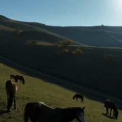 新疆新源：秋日“杏”运加载中 那拉提已“金”艳上线