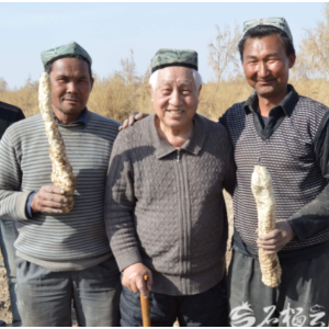 塔克拉玛干沙漠锁边合龙一周年丨延伸的绿意：新疆治沙人的面孔与故事