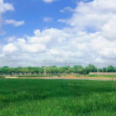 我国科学家破解水稻高温感知机制 助力水稻稳产