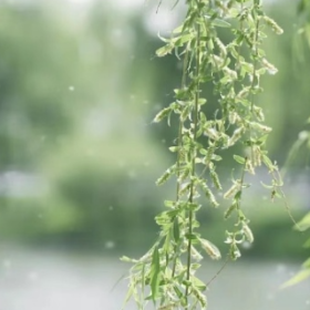 花粉过敏季又来了！“元凶”竟然不是鲜花？教你预防→