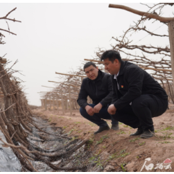 一年省出9个西湖 看吐鲁番如何高效节水种葡萄