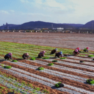 田间地头的他们|“我想给荒山染上绿色!”