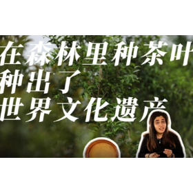 洋洋大观｜在森林里种茶叶，种出了世界文化遗产