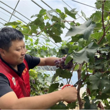 好评中国·追光青年丨黄土地上的“新农人”