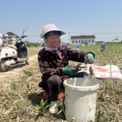 高质量发展看中国｜小小大蒜种出“辣”经济