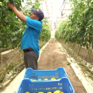 美墨“番茄协议”将到期 美经销商：关税将导致番茄涨价