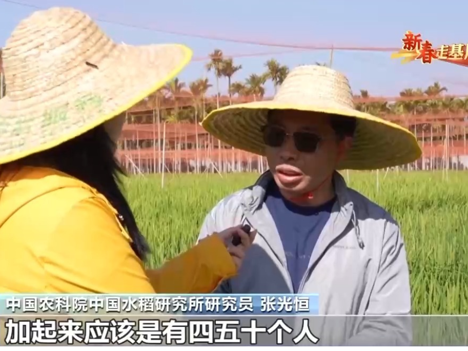 新春走基层丨水稻育种遇上AI 老专家与工程师联手“抢花期”