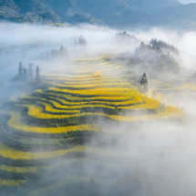 春日里的中国丨陕西：流金梯田映春色 千年智慧焕生机