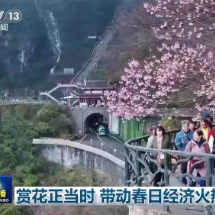赏花正当时 带动春日经济火热