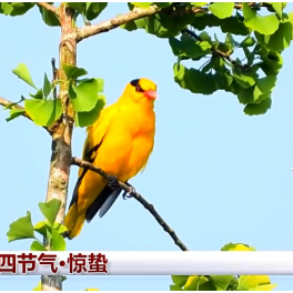 文化中国行丨二十四节气·惊蛰