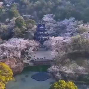 清明假期预计出游规模增长6% 跨省游占比超54%