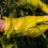 斩断田间窃密黑手!间谍在我国搜集农作物基因数据