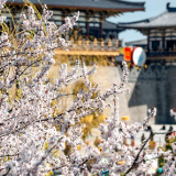 全国百家媒体齐聚湖北襄阳  共赏荆楚花开 