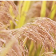 从10月份主要经济指标透视国民经济运行“稳”+“进”